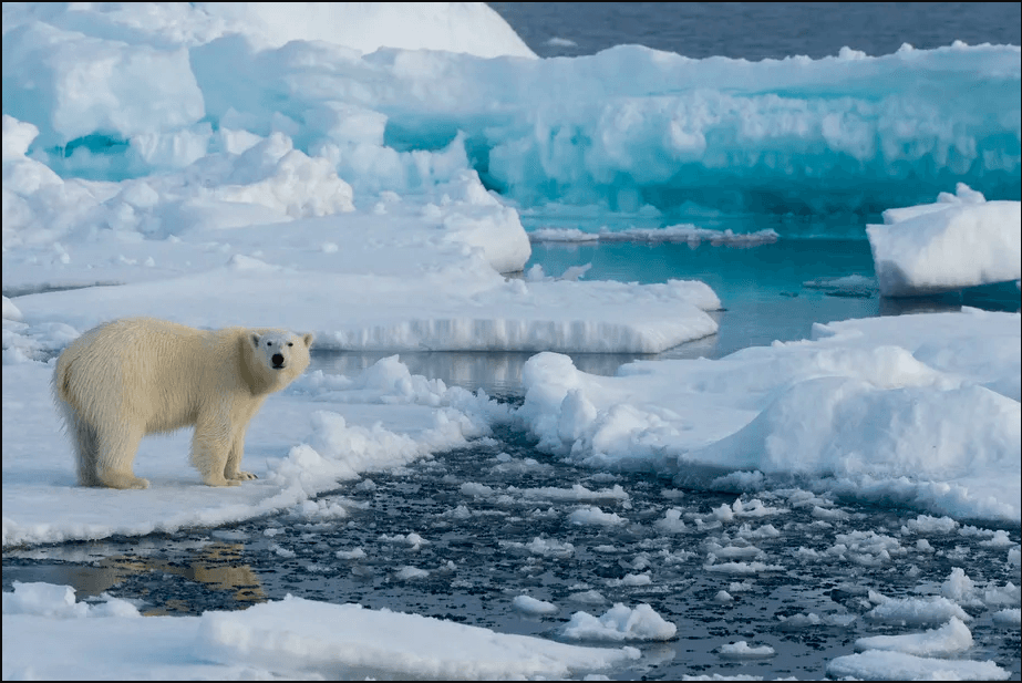 Arctic Ice Melt and Global Consequences