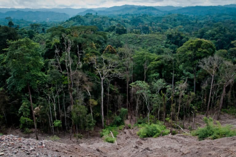 The Role of Deforestation in Climate Change